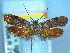  (Izatha minimira - NZAC04067146)  @11 [ ] No Rights Reserved (2025) Unspecified Landcare Research, New Zealand Arthropod Collection