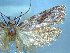  (Izatha haumu - NZAC04067164)  @11 [ ] No Rights Reserved (2025) Unspecified Landcare Research, New Zealand Arthropod Collection