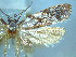  (Izatha notodoxa - NZAC04067187)  @11 [ ] No Rights Reserved (2025) Unspecified Landcare Research, New Zealand Arthropod Collection