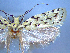  (Izatha taingo - NZAC04067265)  @11 [ ] No Rights Reserved (2025) Unspecified Landcare Research, New Zealand Arthropod Collection