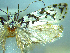  (Izatha katadiktya - NZAC04067319)  @11 [ ] No Rights Reserved (2025) Unspecified Landcare Research, New Zealand Arthropod Collection