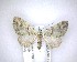  ( - NZAC04201428)  @11 [ ] No Rights Reserved (2020) Unspecified Landcare Research, New Zealand Arthropod Collection