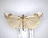  ( - NZAC04201444)  @11 [ ] No Rights Reserved (2020) Unspecified Landcare Research, New Zealand Arthropod Collection