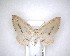  ( - NZAC04201479)  @11 [ ] No Rights Reserved (2020) Unspecified Landcare Research, New Zealand Arthropod Collection