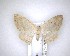 ( - NZAC04201481)  @11 [ ] No Rights Reserved (2020) Unspecified Landcare Research, New Zealand Arthropod Collection