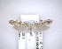  (Orthenches dictyarcha - NZAC04201487)  @11 [ ] No Rights Reserved (2020) Unspecified Landcare Research, New Zealand Arthropod Collection