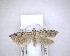  ( - NZAC04201499)  @11 [ ] No Rights Reserved (2020) Unspecified Landcare Research, New Zealand Arthropod Collection
