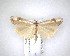  ( - NZAC04201504)  @11 [ ] No Rights Reserved (2020) Unspecified Landcare Research, New Zealand Arthropod Collection