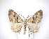  ( - NZAC04201515)  @13 [ ] No Rights Reserved (2020) Unspecified Landcare Research, New Zealand Arthropod Collection
