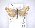  (Glaucocharis helioctypa - NZAC04201522)  @11 [ ] No Rights Reserved (2020) Unspecified Landcare Research, New Zealand Arthropod Collection