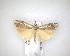  ( - NZAC04201534)  @11 [ ] No Rights Reserved (2020) Unspecified Landcare Research, New Zealand Arthropod Collection