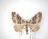  (Epyaxa lucidata - NZAC04201544)  @13 [ ] No Rights Reserved (2020) Unspecified Landcare Research, New Zealand Arthropod Collection
