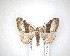  ( - NZAC04201545)  @13 [ ] No Rights Reserved (2020) Unspecified Landcare Research, New Zealand Arthropod Collection