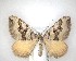  ( - NZAC04201549)  @11 [ ] No Rights Reserved (2020) Unspecified Landcare Research, New Zealand Arthropod Collection