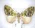  ( - NZAC04201556)  @11 [ ] No Rights Reserved (2020) Unspecified Landcare Research, New Zealand Arthropod Collection