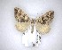  ( - NZAC04201565)  @11 [ ] No Rights Reserved (2020) Unspecified Landcare Research, New Zealand Arthropod Collection