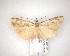  ( - NZAC04201631)  @11 [ ] No Rights Reserved (2020) Unspecified Landcare Research, New Zealand Arthropod Collection
