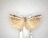  ( - NZAC04201632)  @11 [ ] No Rights Reserved (2020) Unspecified Landcare Research, New Zealand Arthropod Collection