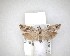 ( - NZAC04201642)  @11 [ ] No Rights Reserved (2020) Unspecified Landcare Research, New Zealand Arthropod Collection
