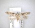  ( - NZAC04201669)  @11 [ ] No Rights Reserved (2020) Unspecified Landcare Research, New Zealand Arthropod Collection