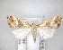  ( - NZAC04201671)  @11 [ ] No Rights Reserved (2020) Unspecified Landcare Research, New Zealand Arthropod Collection