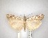  ( - NZAC04201673)  @11 [ ] No Rights Reserved (2020) Unspecified Landcare Research, New Zealand Arthropod Collection
