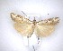  ( - NZAC04201696)  @11 [ ] No Rights Reserved (2020) Unspecified Landcare Research, New Zealand Arthropod Collection