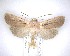  ( - NZAC04201700)  @11 [ ] No Rights Reserved (2020) Unspecified Landcare Research, New Zealand Arthropod Collection
