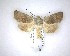  ( - NZAC04201709)  @11 [ ] No Rights Reserved (2020) Unspecified Landcare Research, New Zealand Arthropod Collection