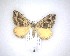  ( - NZAC04201724)  @11 [ ] No Rights Reserved (2020) Unspecified Landcare Research, New Zealand Arthropod Collection