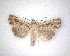  ( - NZAC04231445)  @11 [ ] No Rights Reserved (2020) Unspecified Landcare Research, New Zealand Arthropod Collection
