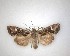  ( - NZAC04231469)  @11 [ ] No Rights Reserved (2020) Unspecified Landcare Research, New Zealand Arthropod Collection
