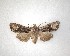  ( - NZAC04231519)  @11 [ ] No Rights Reserved (2020) Unspecified Landcare Research, New Zealand Arthropod Collection