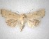  ( - NZAC04231524)  @11 [ ] No Rights Reserved (2020) Unspecified Landcare Research, New Zealand Arthropod Collection
