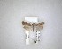  ( - NZAC04231533)  @11 [ ] No Rights Reserved (2020) Unspecified Landcare Research, New Zealand Arthropod Collection