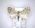  ( - NZAC04231534)  @11 [ ] No Rights Reserved (2020) Unspecified Landcare Research, New Zealand Arthropod Collection