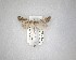  ( - NZAC04231539)  @11 [ ] No Rights Reserved (2020) Unspecified Landcare Research, New Zealand Arthropod Collection