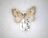  ( - NZAC04231555)  @11 [ ] No Rights Reserved (2020) Unspecified Landcare Research, New Zealand Arthropod Collection