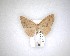  ( - NZAC04231599)  @11 [ ] No Rights Reserved (2020) Unspecified Landcare Research, New Zealand Arthropod Collection