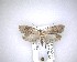 ( - NZAC04231619)  @11 [ ] No Rights Reserved (2020) Unspecified Landcare Research, New Zealand Arthropod Collection