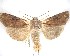  ( - NZAC04231622)  @11 [ ] No Rights Reserved (2020) Unspecified Landcare Research, New Zealand Arthropod Collection