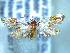  (Trachypepla leucoplanetis - NZAC04258047)  @11 [ ] No Rights Reserved (2025) Unspecified Landcare Research, New Zealand Arthropod Collection