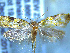  (Trachypepla protochlora - NZAC04258049)  @11 [ ] No Rights Reserved (2025) Unspecified Landcare Research, New Zealand Arthropod Collection