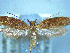  (Eutorna phaulacosma - NZAC04258051)  @11 [ ] No Rights Reserved (2025) Unspecified Landcare Research, New Zealand Arthropod Collection