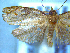  (Apoctena - NZAC04258053)  @11 [ ] No Rights Reserved (2025) Unspecified Landcare Research, New Zealand Arthropod Collection
