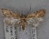  (Gymnobathra calliploca - NZAC04258056)  @11 [ ] No Rights Reserved (2025) Unspecified Landcare Research, New Zealand Arthropod Collection