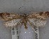  (Gymnobathra cenchrias - NZAC04258057)  @11 [ ] No Rights Reserved (2025) Unspecified Landcare Research, New Zealand Arthropod Collection