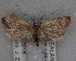  (Gymnobathra parca - NZAC04258058)  @11 [ ] No Rights Reserved (2025) Unspecified Landcare Research, New Zealand Arthropod Collection