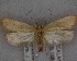  ( - NZAC04258061)  @11 [ ] No Rights Reserved (2025) Unspecified Landcare Research, New Zealand Arthropod Collection
