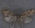 (Atomotricha - NZAC04258063)  @11 [ ] No Rights Reserved (2025) Unspecified Landcare Research, New Zealand Arthropod Collection